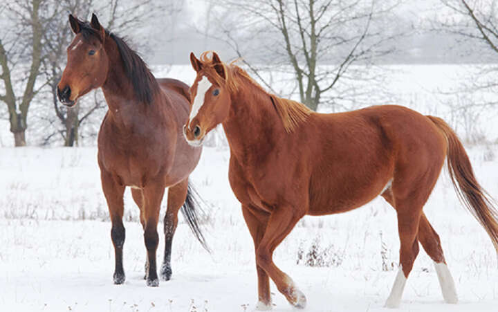 zwei Pferde im Schnee 800x500
